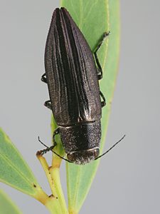 Melobasis sp. Dark grey costate, PL1031A, on Acacia wattsiana, NL, 14.9 × 4.7 mm